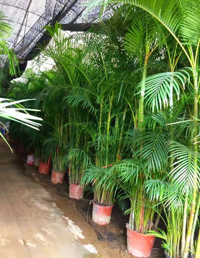 大叶|10种花越高越值钱，能长到2米，大高个霸气镇宅！