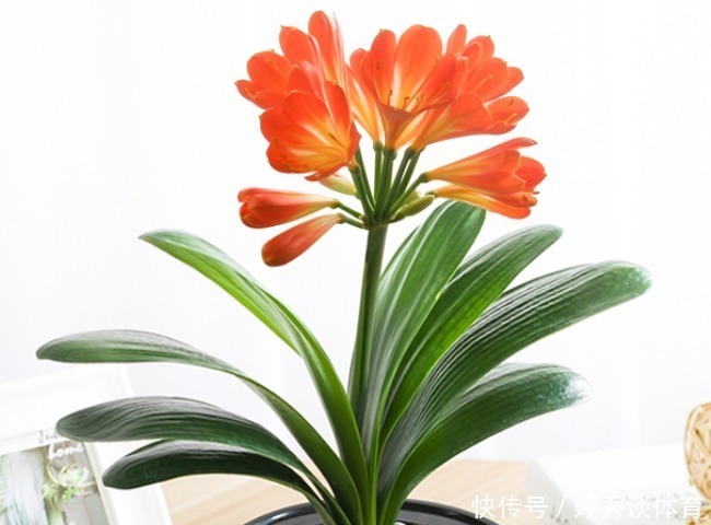 种花|家里的这4种花不要轻易送人,养人又镇宅,有钱人都爱养!