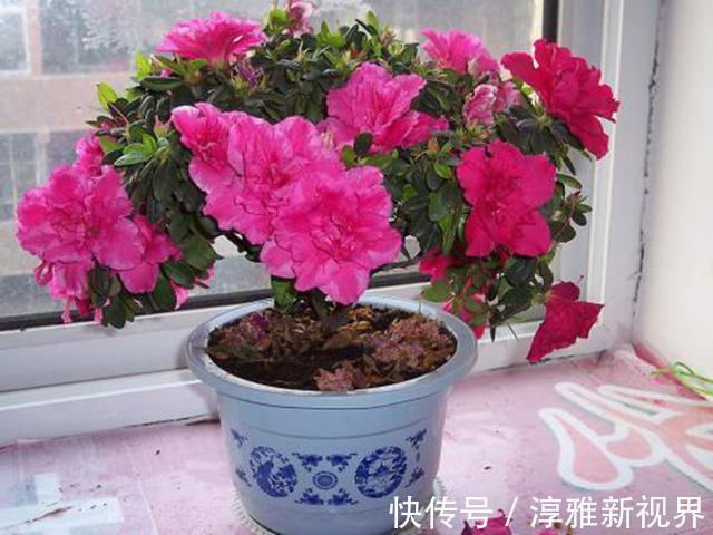 仙客来|路边大树下，有养花万能土，用来养文竹，一年窜一米，长成巨无霸