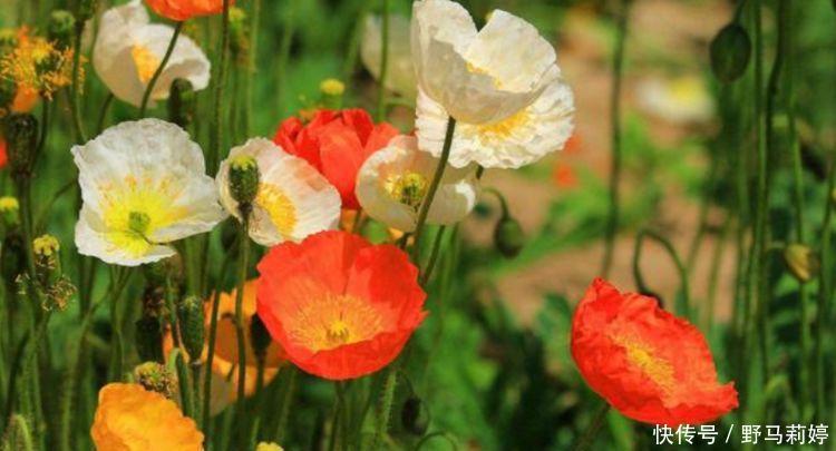 芹菜花|4种花很漂亮，好养易活能爆盆，花色鲜艳夺目，花朵美艳迷人