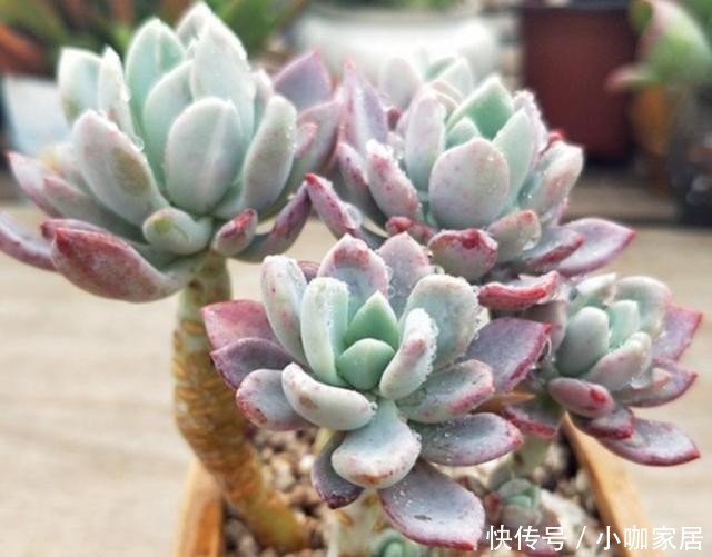 多肉植物|冬季,怎么养护多肉红卷叶上色快?