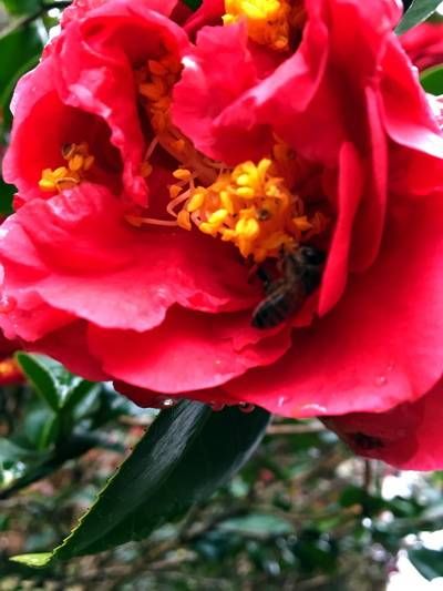 戏锦|雨洪公园赏油菜花,森林公园看樱花戏锦鲤鱼