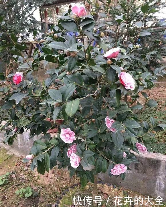  茶花|雨雪天冻不死的3种花，冬天开得旺，放家里喜庆又漂亮