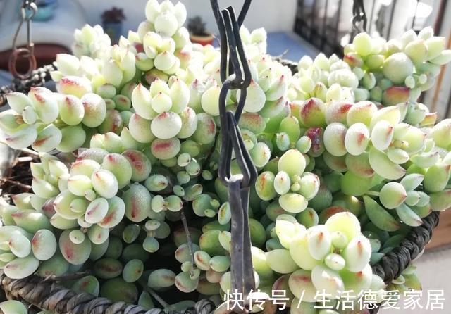 花友|达摩福娘，有香味的多肉中最好养的品种，爱爆盆可以当成吊兰养