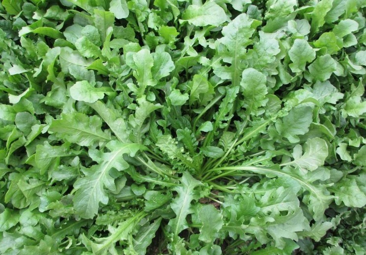 醋溜菜|女生想要抗衰老,以下几种野菜可常吃,清热解毒,更好保护身体