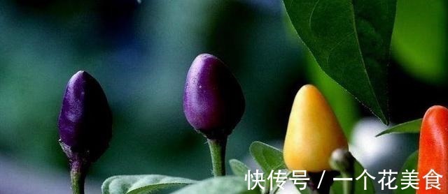 长得像樱桃,城里人把它当盆栽,殊不知做泡菜是一绝,脆爽可口!