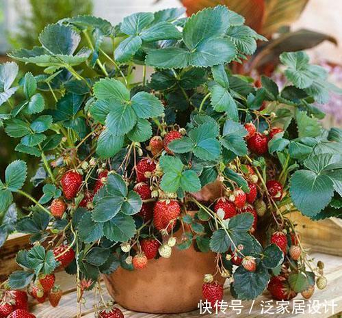 这种草莓,四季结果,营养价值高,适合盆栽,好吃又漂亮