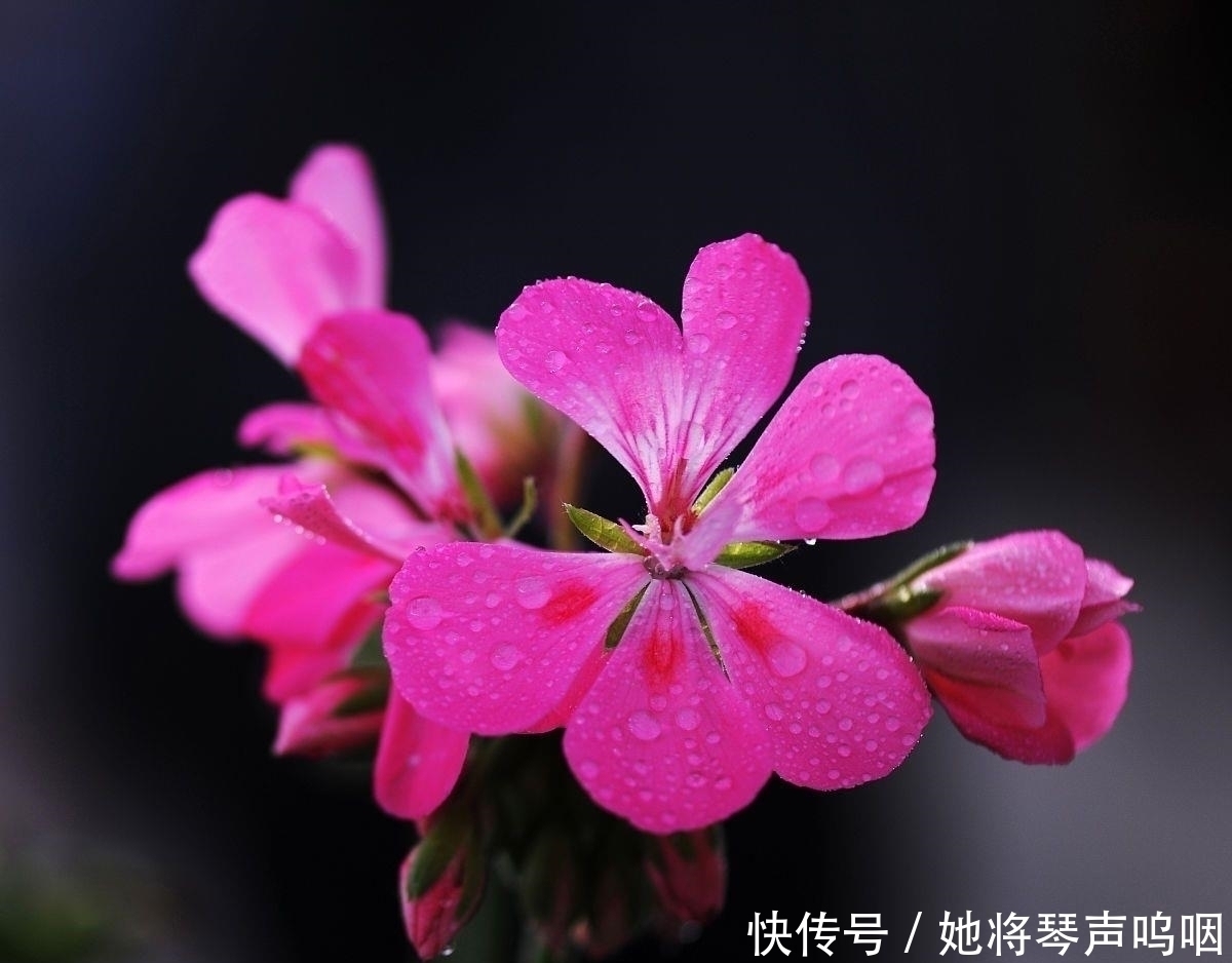 天竺葵|6种花“养小不养老”，越老越不好看，赶紧剪一刀