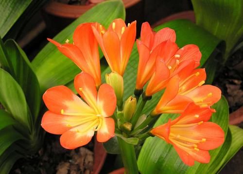 君子兰高雅大气开花鲜艳，春季注意三点，苗壮冬季开成大花球