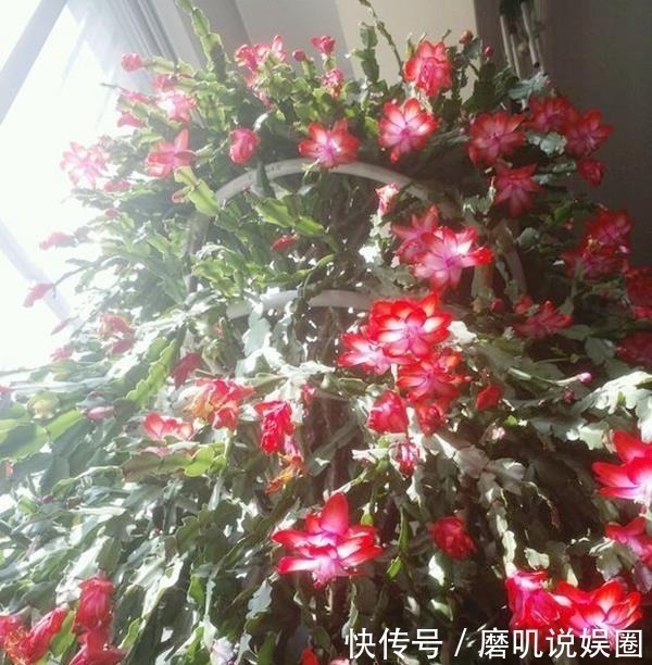 养花|什么生根水、生根粉，通通都比不上这种油！盆里倒一点，花草疯长