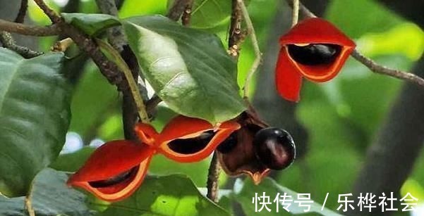 野菜|它是长在树上的“花生”,农民们视为珍贵野果,很多人见过没吃过