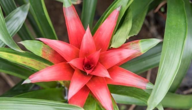 待机时间超长的3种花，一朵开100天以上，家里养一盆很喜庆