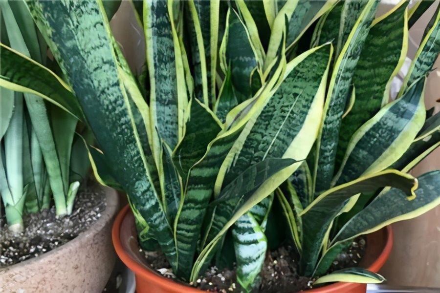 四种花,有净化本领,客厅养几盆,空气洁净不少