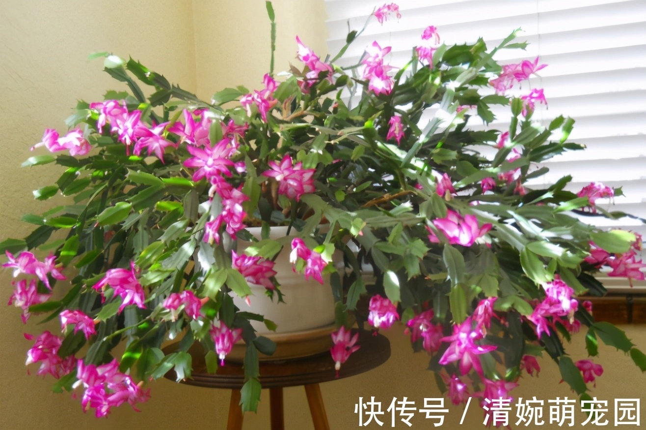 催花|掌握住这个“催花技巧”,养蟹爪兰或其他花卉全不用愁了