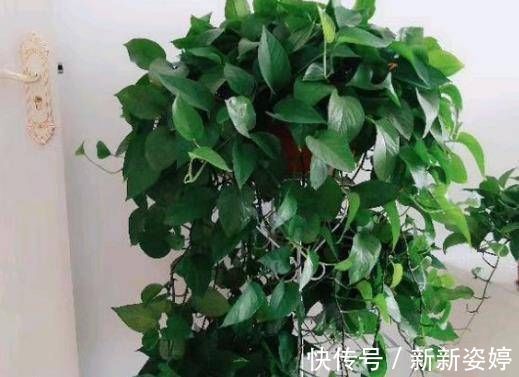淘米水|爷爷养花从不用“淘米水”,盆里倒“2种料”,6天1次,窜窜长