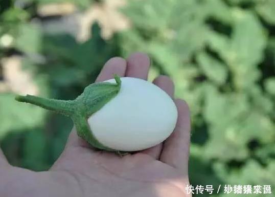 阳台|婆婆在阳台种“鸡蛋”,1盆能结“30个”,全家够吃,邻居太羡慕