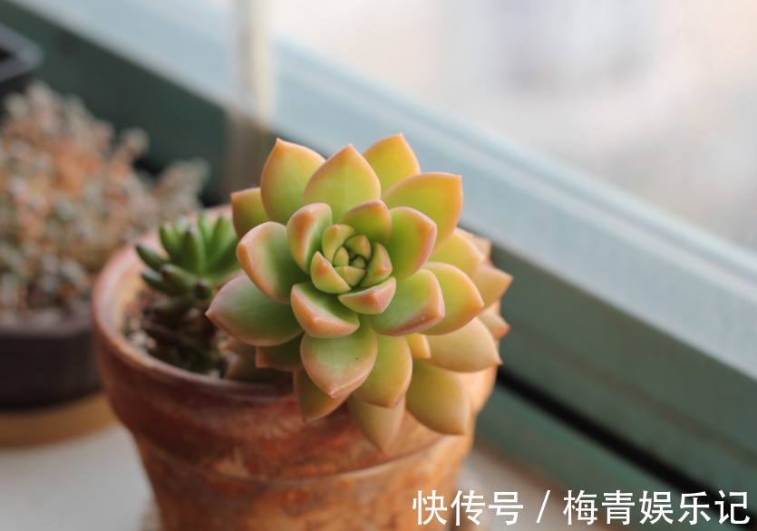 养花别再没自信了,盆栽这“4款”多肉,“随便整”都弄不死