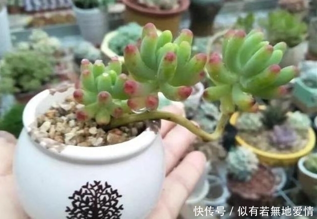肉友|养多肉用多大盆的合适?难怪我家多肉总不爆盆