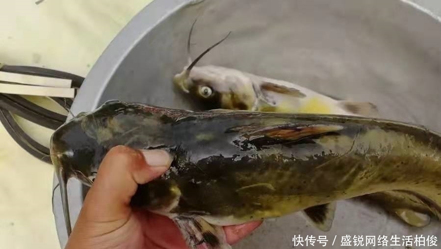 技巧|黄颡鱼再“饿”,没有换用这3个钓法技巧,你休想一钓就痛快!