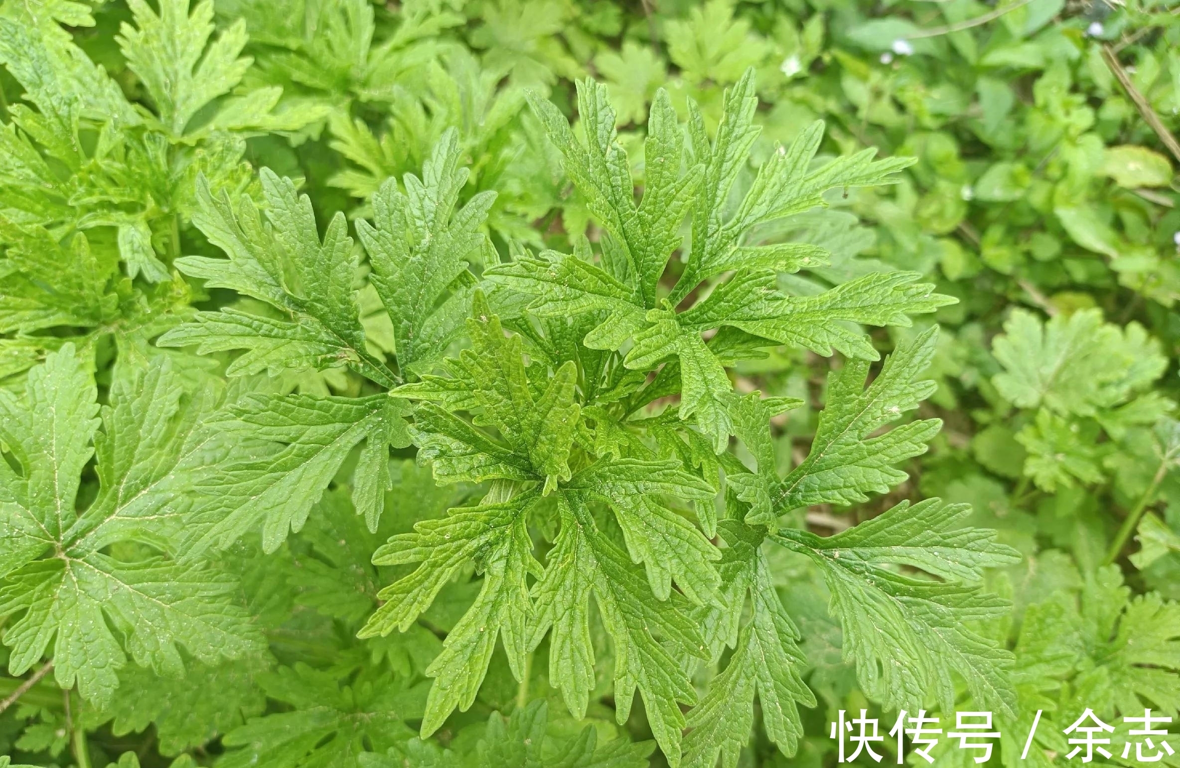 益母草|农村常见的8种新鲜草药，看看你见过多少种？