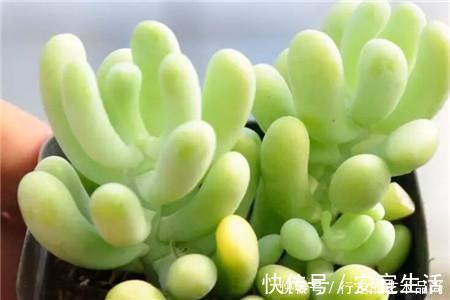 多肉十大美人，太阳一晒脸就红，胖成球的最好看！