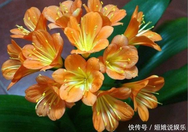 黄杨|这4种盆景最好养,少光低温也能四季常青,寓意好家里人都喜欢