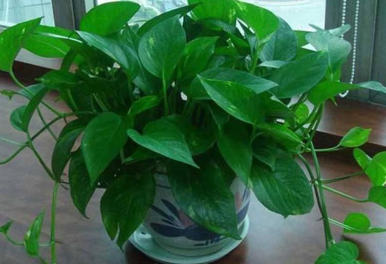 养花先搞清楚习性,如何辨别“喜光”还是“喜阴”,看这几点就行