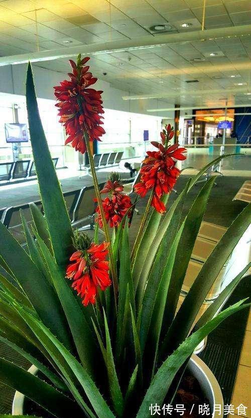 龟背竹|5种“大盆花”适合养客厅,旺家有格调,吉祥好养,易成“老桩”