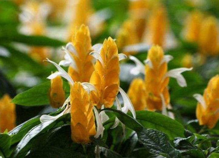 兰建兰|3种花是爆盆“能手”，开起花来“拦”不住，一整年都有好运气！