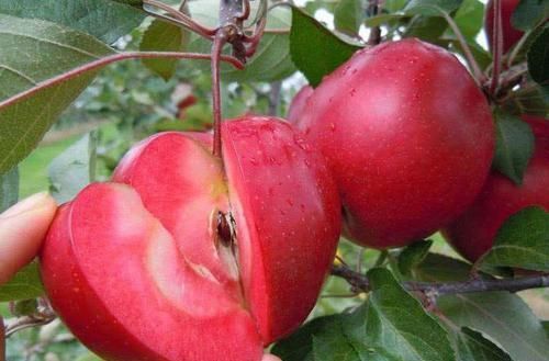 聪明人都爱吃的3种食物,排毒养颜,清热去燥,保护视力,更健康