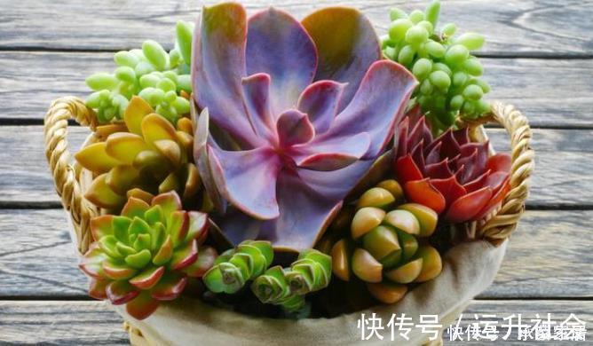 5种多肉植物能旺财,好看好养又不贵,不养几盆可惜了