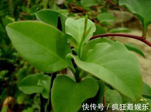 腰间盘突出|农村常见没人要的野草,却是腰间盘突出的“神药”,七天就见效