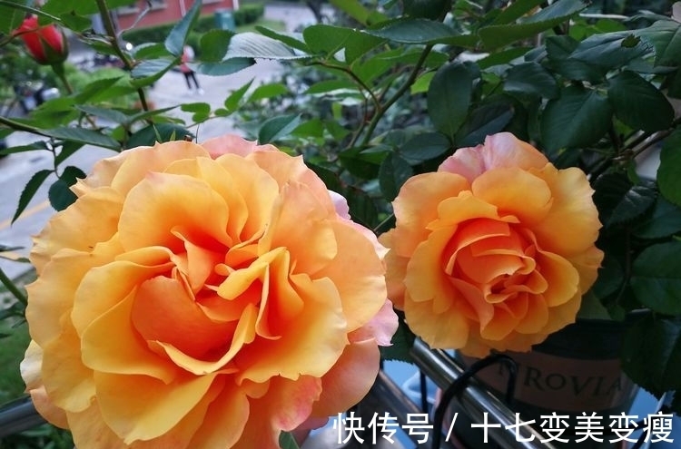 这款植物全年开花,花色艳丽花量大,比牡丹还好养,值得拥有