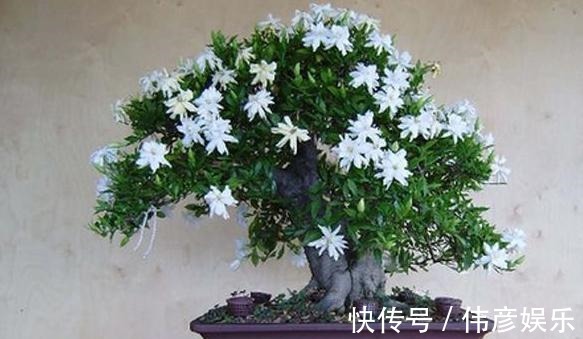 为什么栀子花总是掉花苞,看看养护你做对了吗