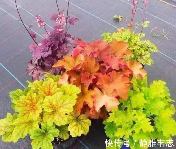 天竺葵|这3种花,冬天不怕冷,夏天不怕热,一年四季有花看!