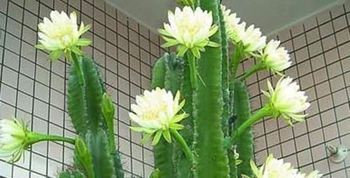 龙骨花|有钱人爱养这3种花,养家里镇宅、去煞又聚财,赶紧回家养一盆