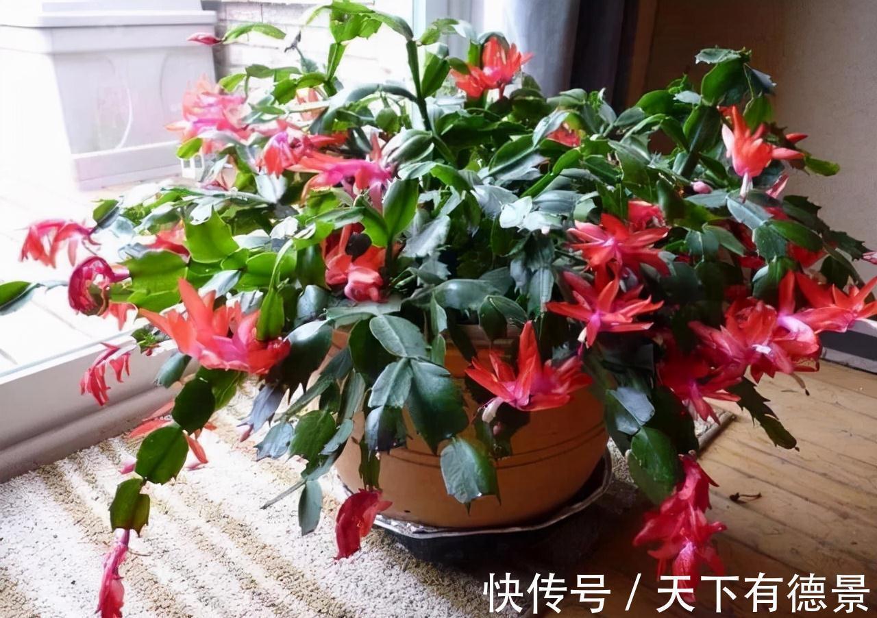 适合懒人养的“6种花”,不只是好养,还寓意好,利于健康