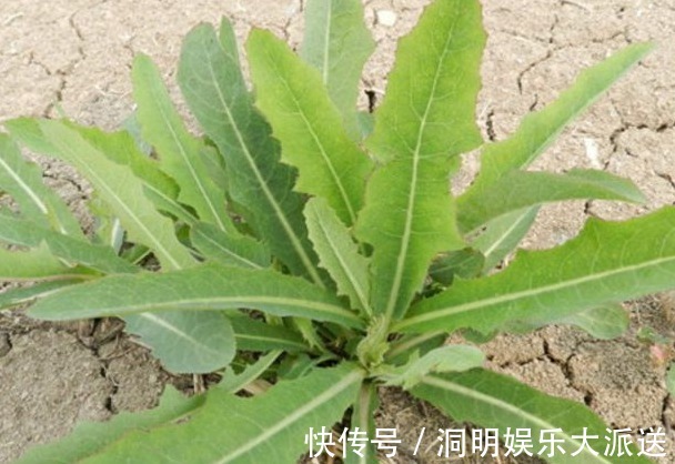 清热解毒|农村田间不起眼的野菜,能利尿消肿、清热解毒,效果显著