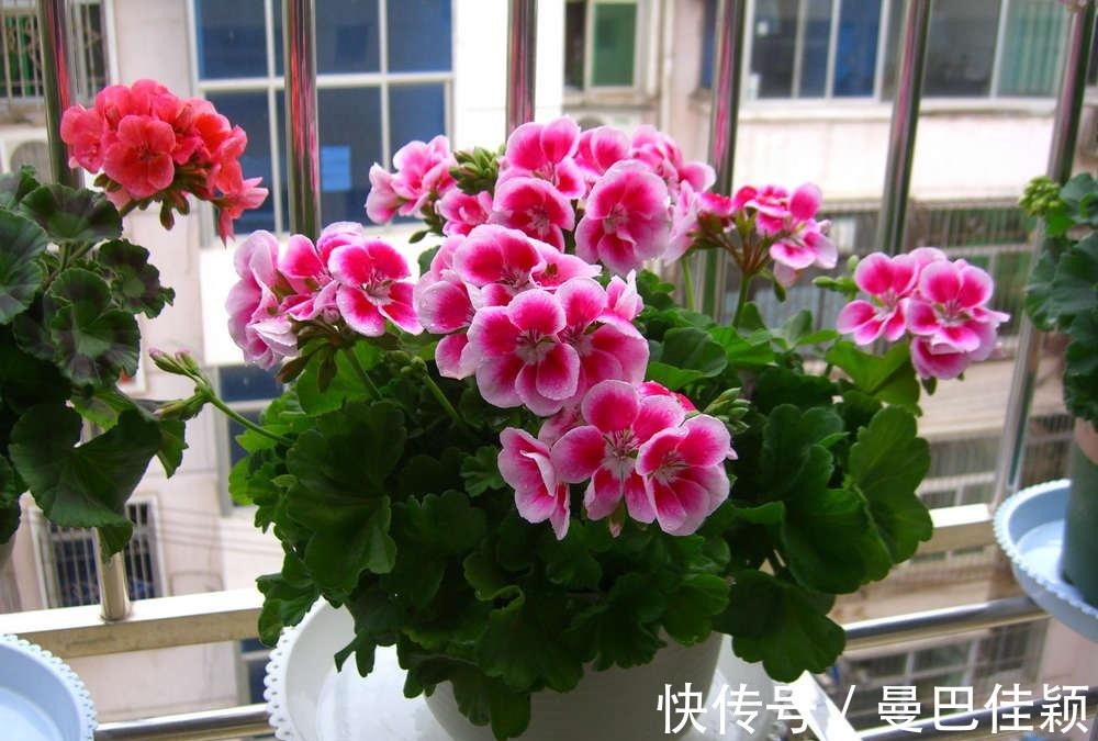 光照|3种“向阳花”喜欢晒太阳，光照不足，劝你不要养！越养越差劲！