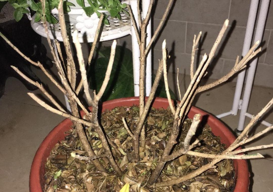 花成了光杆司令，剪一刀撒点药，很快冒新芽