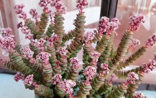 养多肉植物钱串景天，注重4个地方，叶肥芽多，轻松爆盆！