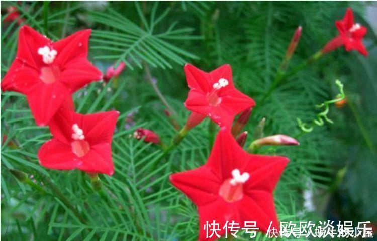 花卉|好养易爆盆的几种花卉,不怕冷不怕热,开花漂亮花期长