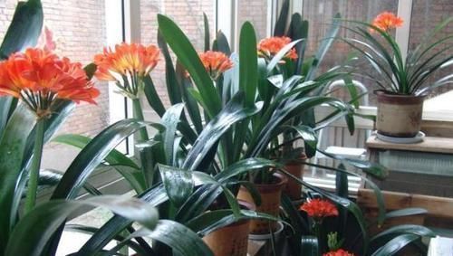 植物|喜欢养花,买一盆烂一盆?问题出在这里,跟着养护专家学起来