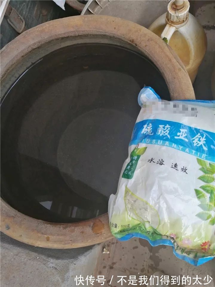 养花技巧最难养的花，买多少死多少，想想就生气！