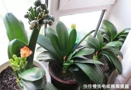 2种小药片,砸碎扔水里浇花,不烂根,不黄叶,花卉越长越旺