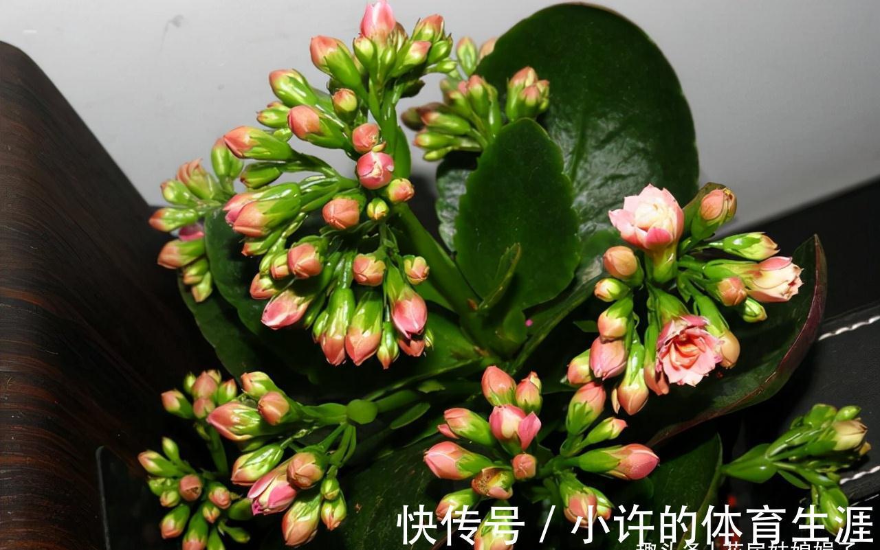 长寿花的花期到了,做好这6个方面,花苞密密麻麻,花朵开满了盆