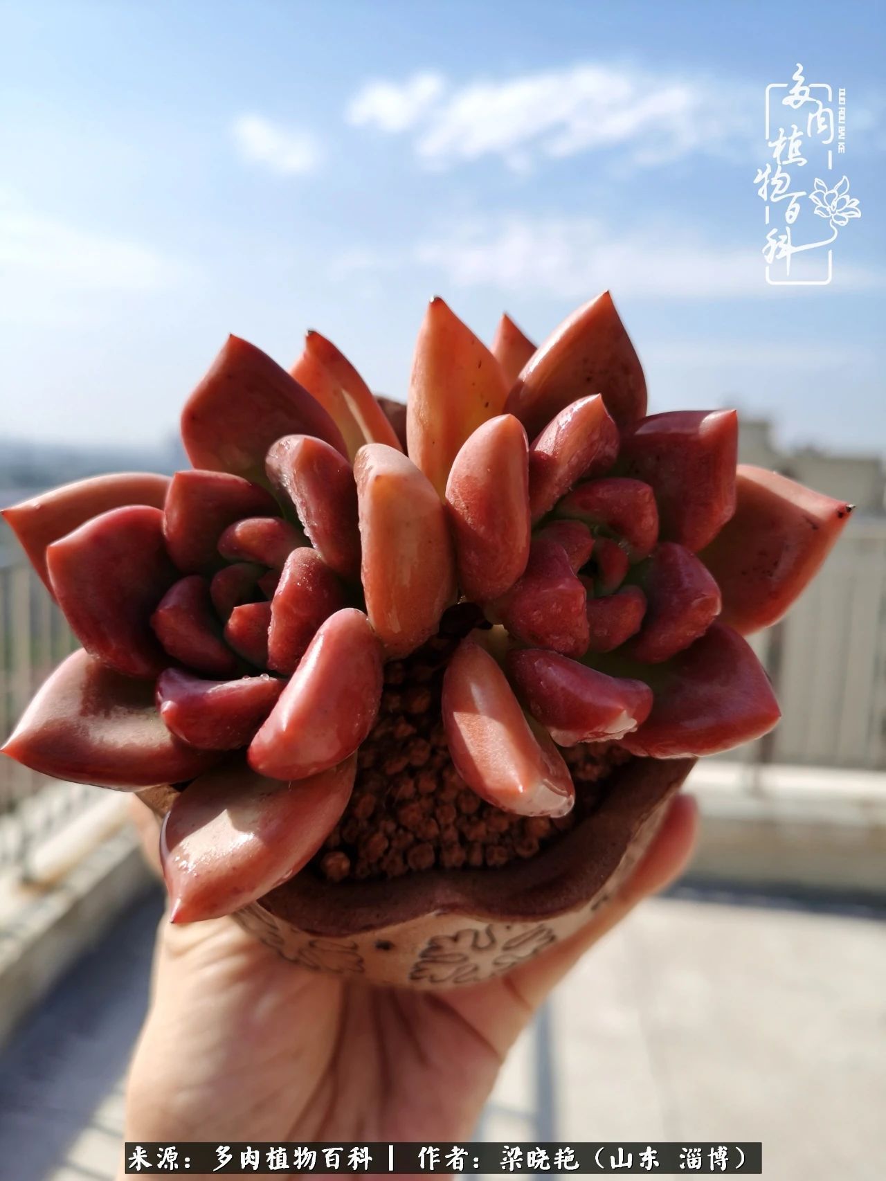 多肉植物|暑往秋来，夏天成了故事，迎来多肉最美的季节！