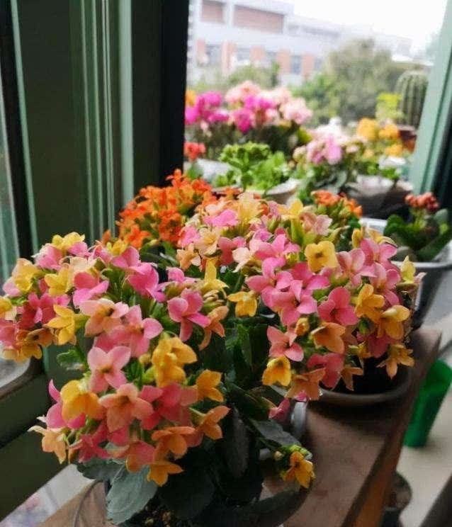 “聪明人”喜欢养的5种花,真能减少病菌吗?养之后:想多养几盆