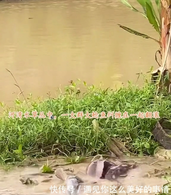 雨后，汕尾一河湾大群鲶鱼水面翻腾，附近钓鱼人：每条都有几十斤