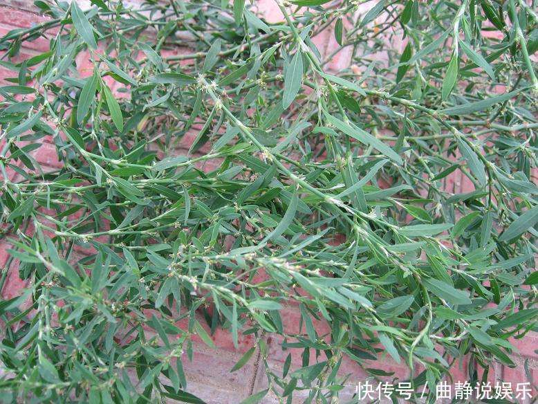 喂猪|农村常见野草,过去用来喂猪,现在才知可以泡茶喝,晒干价值更高